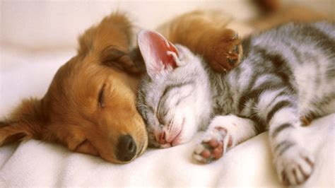 cute-cats-and-puppies-wallpaper-cute-dog-wallpaper-cute-puppies-and ...