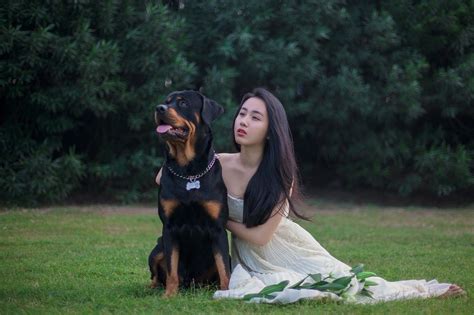 Rottweiler Dog Wedding Dresses - Free photo on Pixabay