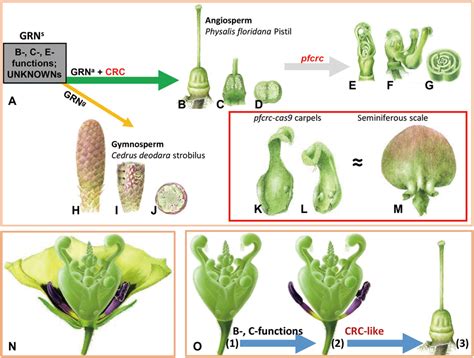 Insights into carpel origin from CRC editing in Physalis (A) Simplified ...