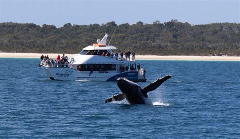 Whale Watching Hervey Bay | Whale Song Cruises Hervey Bay