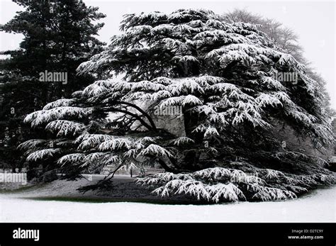 Large cedar tree with snow on Stock Photo - Alamy