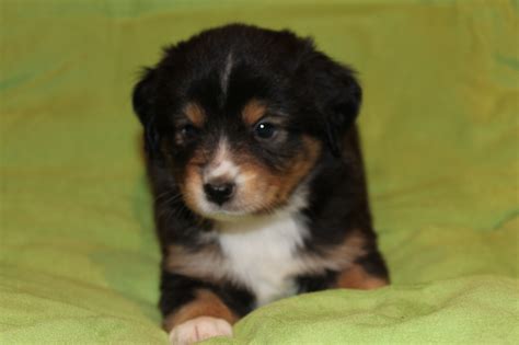 Puppy Pictures – Alangus Mini Aussies: A Dog Blog