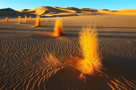 Desert plants,Algerian Sahara – acheter une photo – 11635134 Science Photo Library