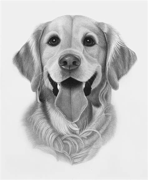 Golden Retriever (Nanea) | I Sketch Pets