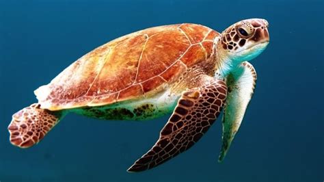 Ridley me this: The nesting of Odisha’s Olive Ridley turtles is an ...