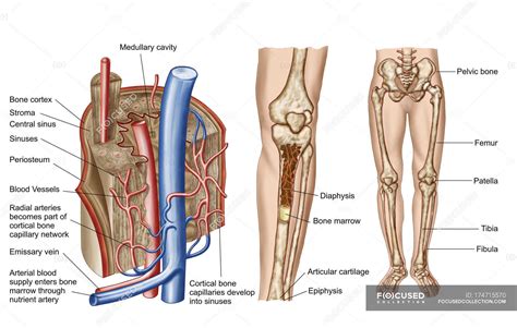 anatomy of a leg bone