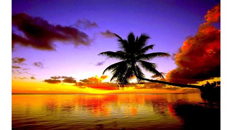 Palm Tree Sunset Wallpaper (70+ images)