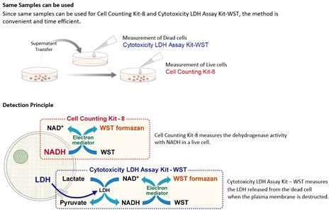 Cell Counting Kit-8 (CCK-8) Cell Proliferation / Cytotoxicity Assay Dojindo