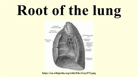 Root of the lung - YouTube