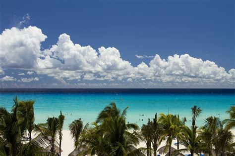 palm trees line the beach with blue water