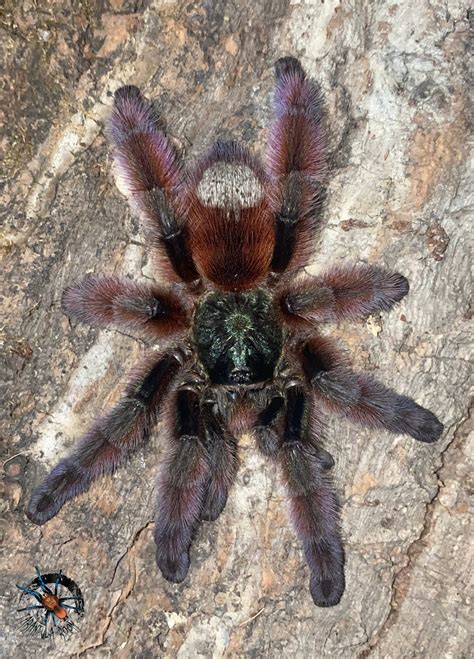 Caribena versicolor 4cm – Tarantula Room