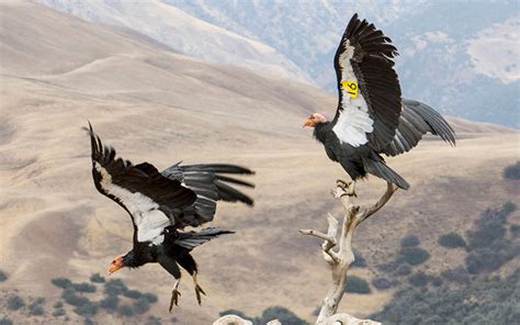 California Condor Size Compared to Human