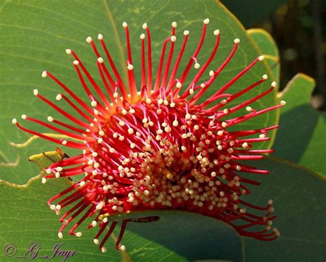 PlantFiles Pictures: Eucalyptus Species, Rose Mallee (Eucalyptus ...