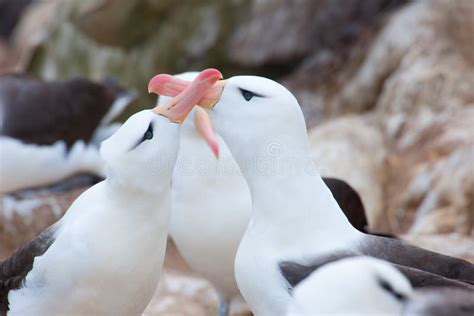 Black-browed Albatross Couple - Diomedeidae - Courtship Behavior on Albatross Colony in Cliffs ...