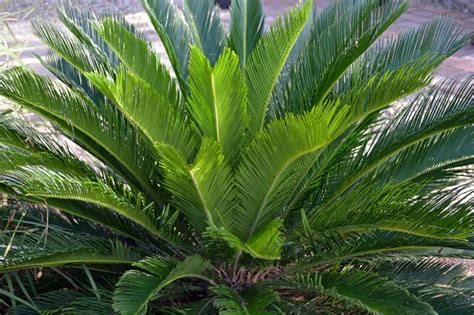 18 Small or Dwarf Palm Trees: Perfect Addition To A Garden ...