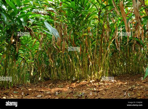 Cardamom plant Stock Photo - Alamy