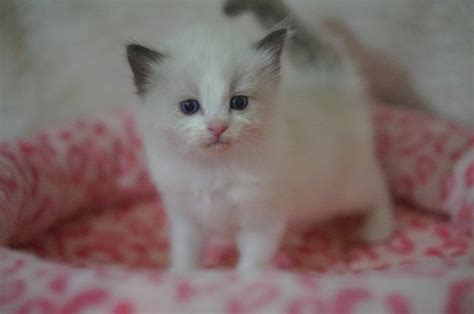 seal bicolor ragdoll show quality female - Ragdoll Kittens For Sale