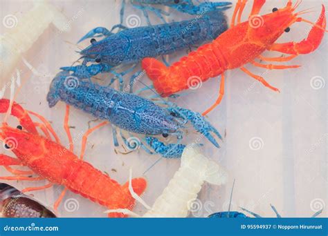 Australian Red Claw Crayfish Stock Image - Image of freshwater, ghost: 95594937