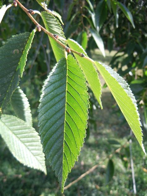 Ulmus pumila (Chinese Elm, Siberian Elm) | North Carolina Extension ...