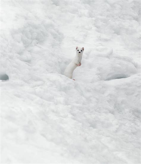 White Ermine 2 Photograph by Leland D Howard - Fine Art America