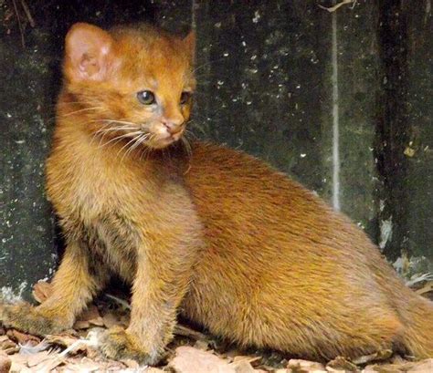 Jaguarundi kitten | Small wild cats, Wild cat species, Pretty cats