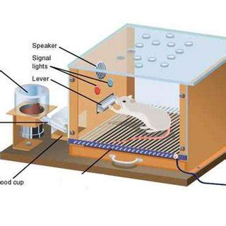 Classical Skinner Box experiment II. MATERIALS AND METHODS | Download ...