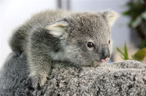 These Baby Koala Joeys Are Too Cute