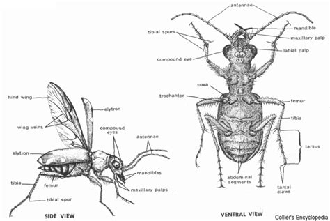 External Anatomy of a Beetle