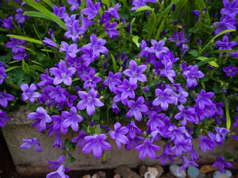 Campanula Bellflower Care - Conditions For Growing Bellflowers