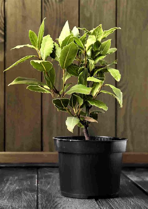 Bay Leaf Plants - How to Grow and Care for Bay Laurel