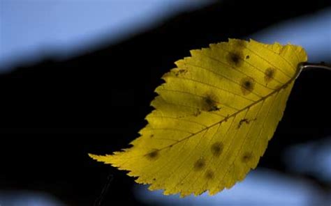 Elm Tree Diseases Symptoms and Treatments