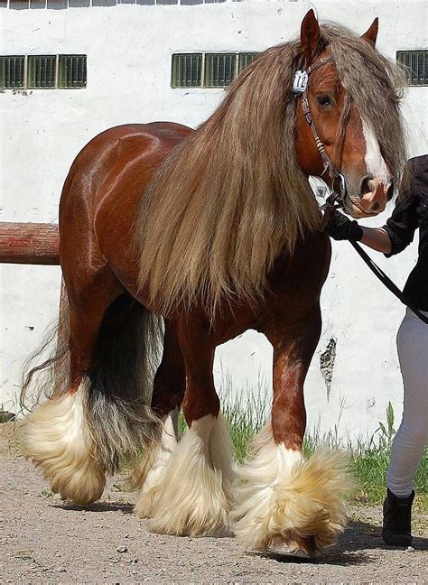 10 Strange and Beautiful Horse Breeds | Horse breeds, Horses, Beautiful horses