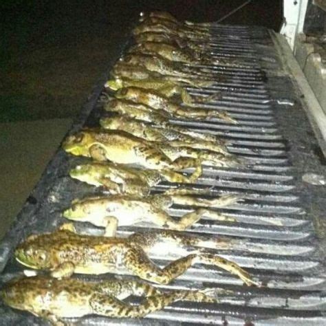 21 Frog gigging ideas | frog, bullfrog, hunting fishing