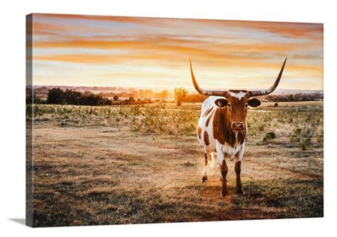 Longhorn Art Cow Wall Art Texas Longhorn Canvas Print | Etsy