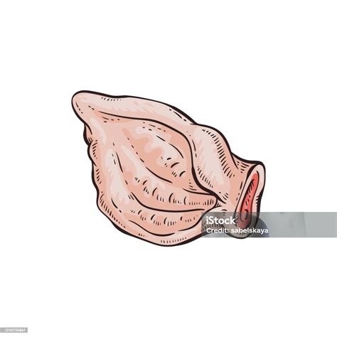 Raw Pig Ear Drawing Isolated On White Background Flat Vector Food ...