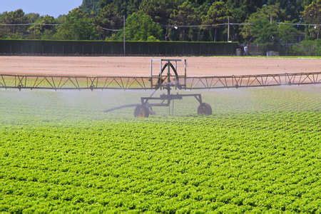 Surface irrigation: Types, advantages, and disadvantages