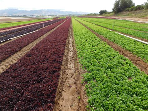 Commercial Lettuce Harvesting, Packing & Processing - The Produce Nerd