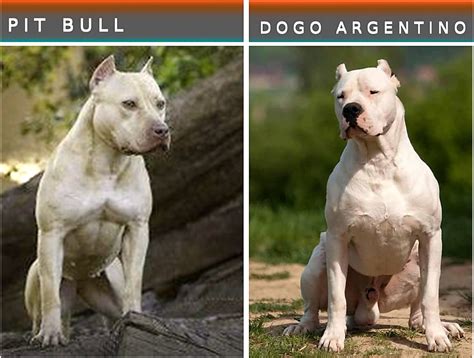 Dogo Argentino Vs Pitbull Fight