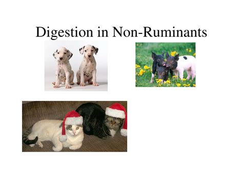 Ruminant Vs Non Ruminant Digestive System