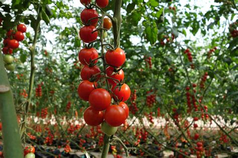 Complete Guide on How to Start Tomato Farming in Nigeria