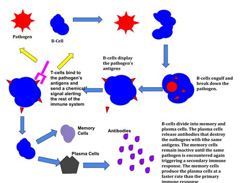 Immune response - Wikipedia