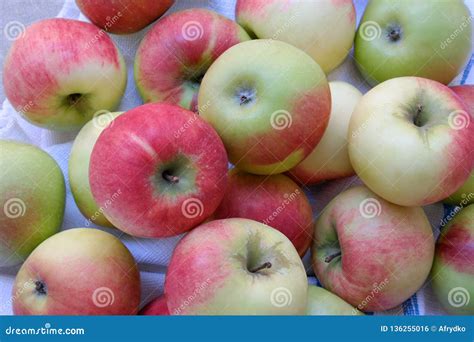 Apples in the Orchard, Varieties for the Summer, Poland Stock Photo ...