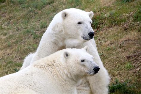 Polar Bears on the Move at Yorkshire Wildlife Park