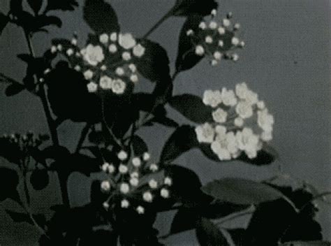 flowers gif on Tumblr