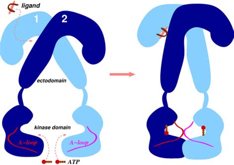 Membranes | Special Issue : Structure and Function of Membrane Receptors