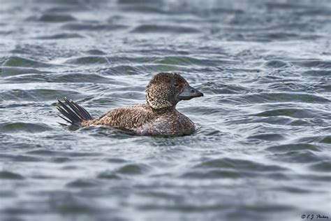 Musk Duck Page