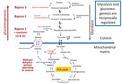 Gluconeogenesis, Glycogenesis, Glycogenolysis – biochemistry