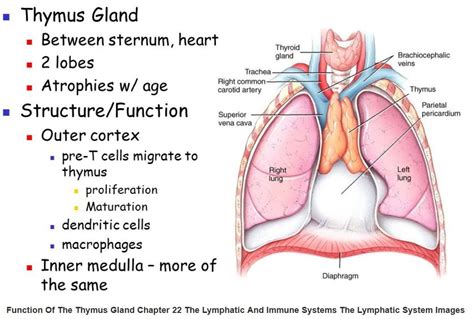 Thymus Gland Anatomy