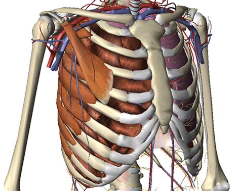 Right Lateral Chest Wall