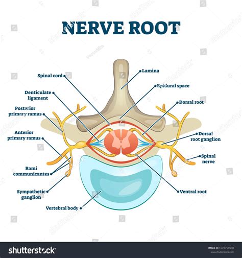 Nerve root anatomical structure labeled cross section, vector ...